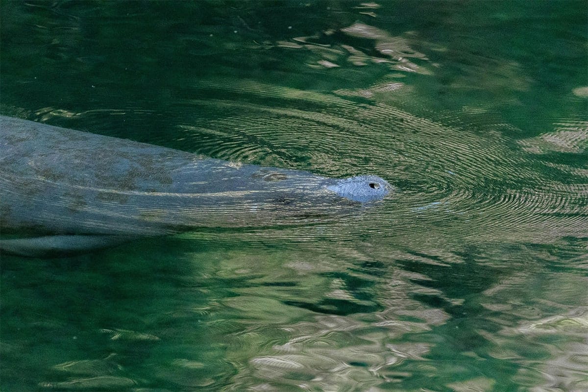 Florida Manatee