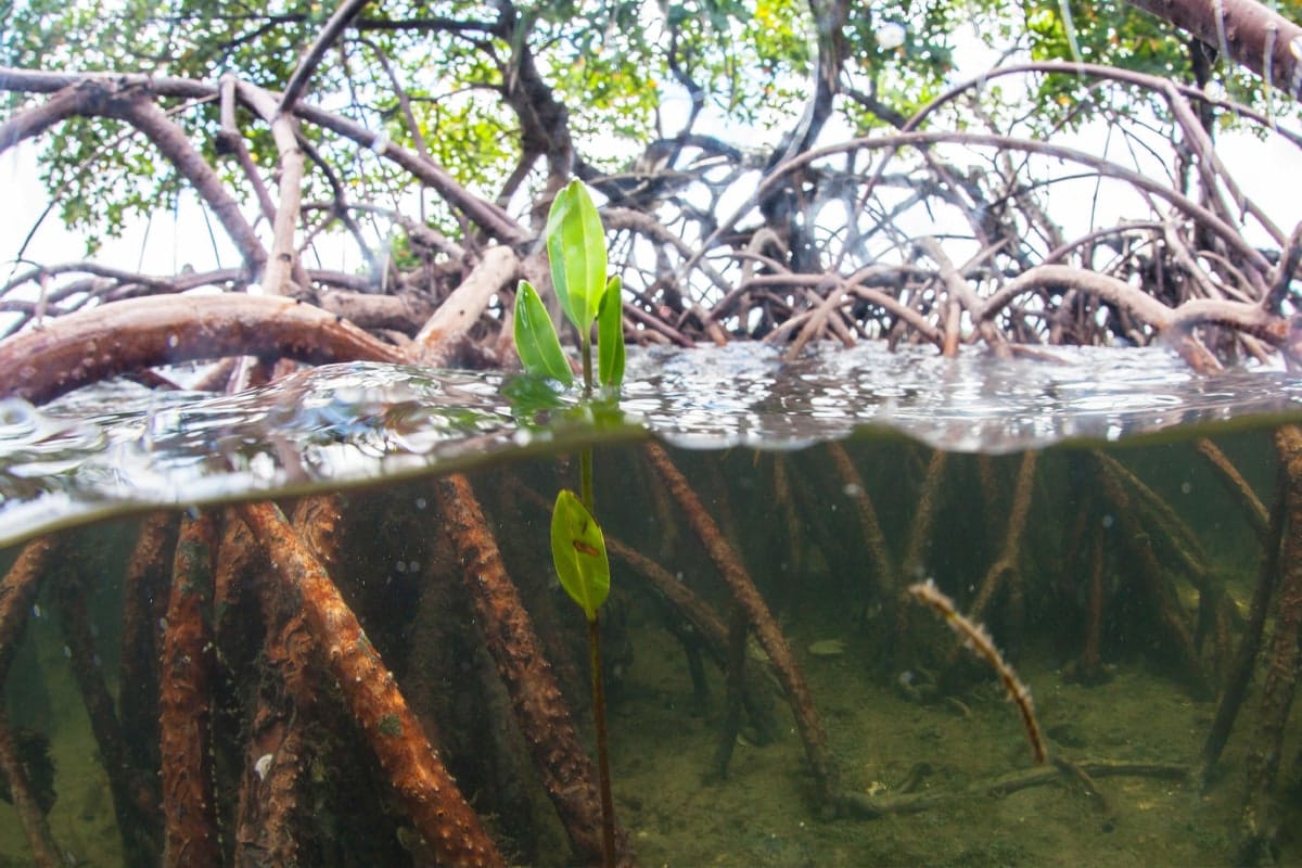 Florida Mangroves